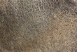 rhinoceros leather