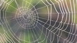 Spider net with water drops