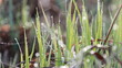 water drops on the green grass
