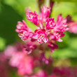 Photo: Ribes Ribes
