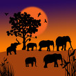 Sunset in the savanna