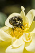 Insects and Ornamental rose