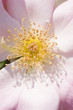 Ornamental rose