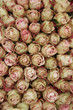 Pale pink rose buds