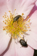 Black coleopteron insects on rose