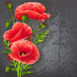 Background for your text with red poppies.