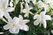fiori di gelsomino