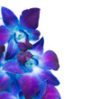 Photo: deep purple orchid deep purple orchid