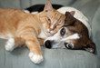 Best friends. cat and dog playing on couch together