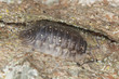 Woodlouse on wood, macro photo