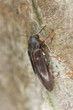 Phloeotrya rufipes, Melandryidae on hazel wood
