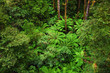 famous australian Rainforest