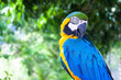 Colorful Macaw against natural background