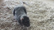 cat and rat
