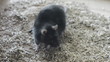 rat and grain