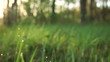 Morning grass with dew in  spring morning. Slow motion