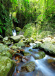 Foto: Forest with waterfall Forest with waterfall