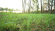 Morning grass with dew. Slow motion