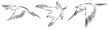 Flying Birds
