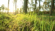 wood with a green grass. Animal POV