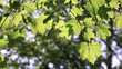 Spring leaves on the sun