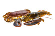 Raw Lobster and Crab