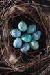 Foto: blue eggs in the nest blue eggs in the nest