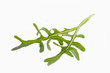 Photo: Rucola auf weißem Hintergrund Rucola auf weißem Hintergrund