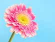 Pink Gerbera