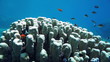 Coral and fish in the Red Sea, Egypt