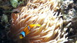 Coral and fish in the Red Sea, Egypt