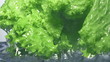 Video: Fresh lettuce salad falls under water with a splash. isolated on Fresh lettuce salad falls under water with a splash. isolated on