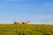 Photo: two sheep on green pasture two sheep on green pasture