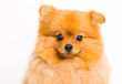 Pomeranian dog on a white background