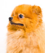 Pomeranian dog on a white background