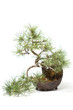 Little bonsai tree