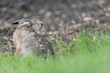 Europäischer Feldhase, Brown hare, Lepus capensis