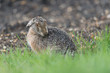 Europäischer Feldhase, Brown hare, Lepus capensis