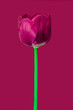 red tulips