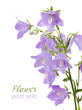 blue hand bells on a white background