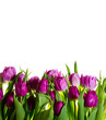 Tulips border