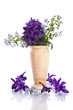 hyacinth