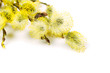 Branches of goat-willow
