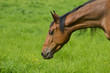 Portrait profile musclé de cheval