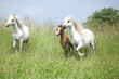 Welsh ponnies running