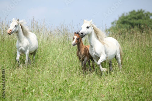 Photo: Welsh ponnies running Welsh ponnies running