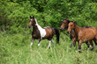 Three horses on pasturage