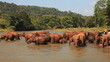 Elephants enter into the river to drink water.