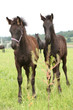 Two friesian foals on pasturage behind some vegetable