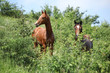 Two young horses hiding behind some bushes